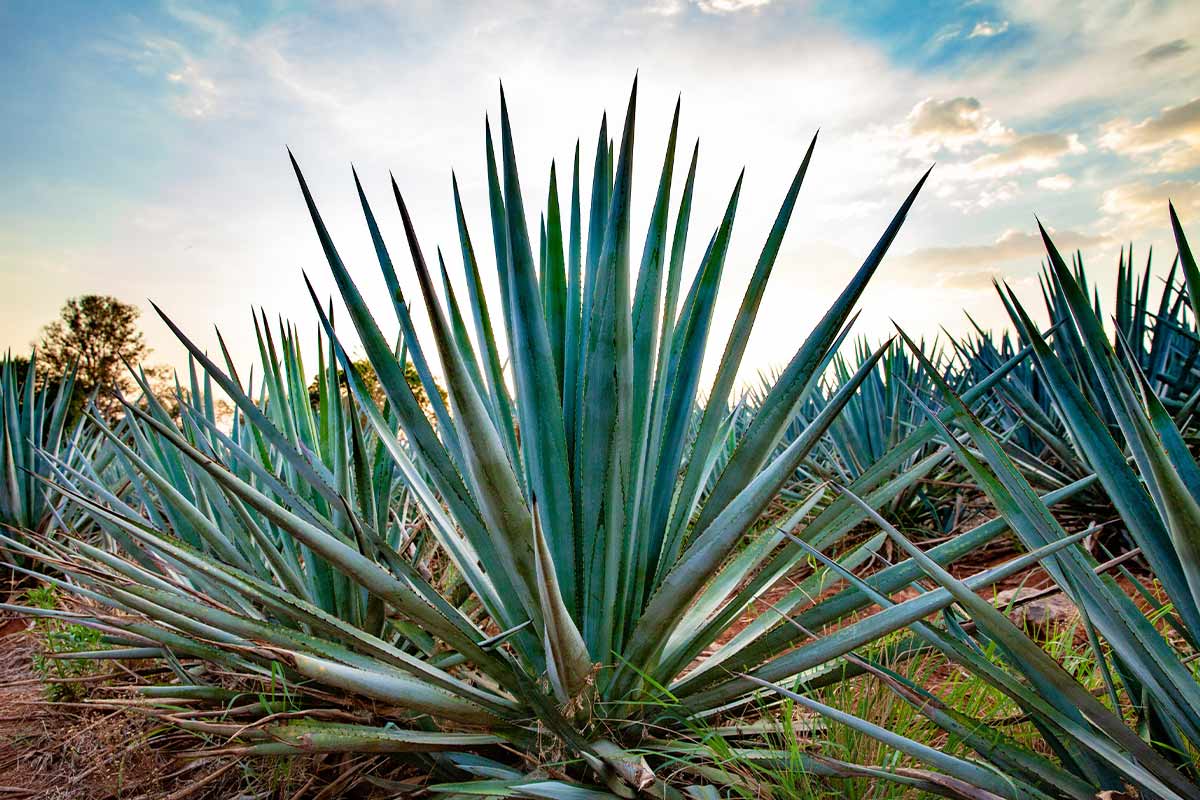 Why New Tequila Brands Shouldn’t Choose Their Supplier From Samples