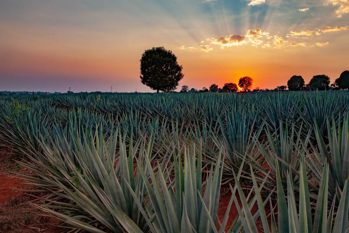 The Jalisco Highlands: Tequila Terroir and Production