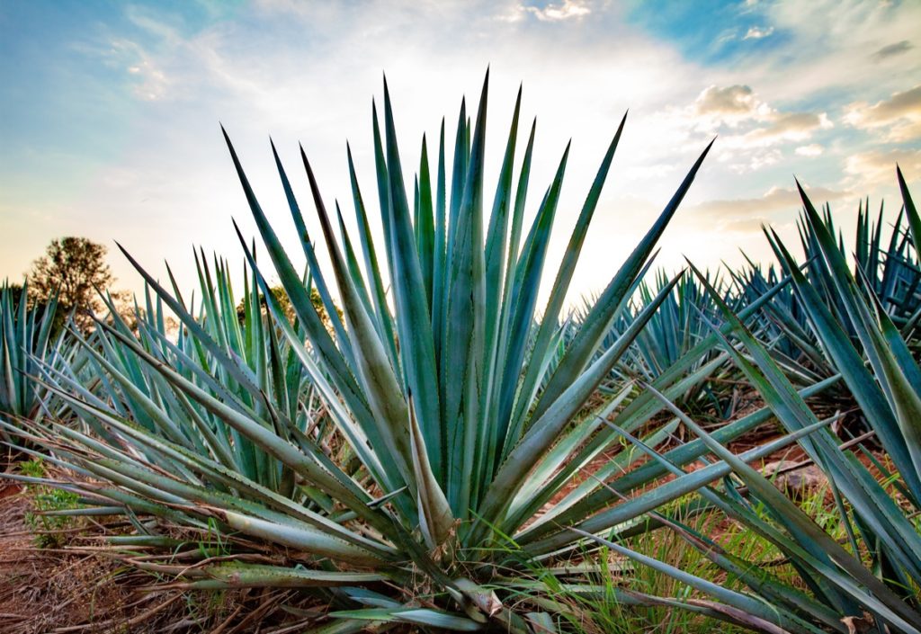 AGAVES IN MEXICO