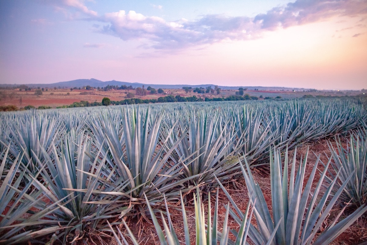 What Makes Tequila So Special?