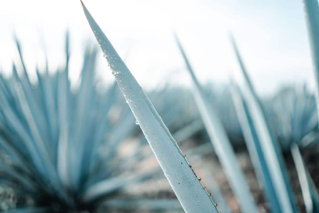 Blue Agave Tequilana Weber: What You Should Know About This Interesting and Complex Plant