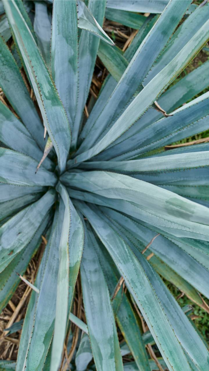 Blue Agave Aceves