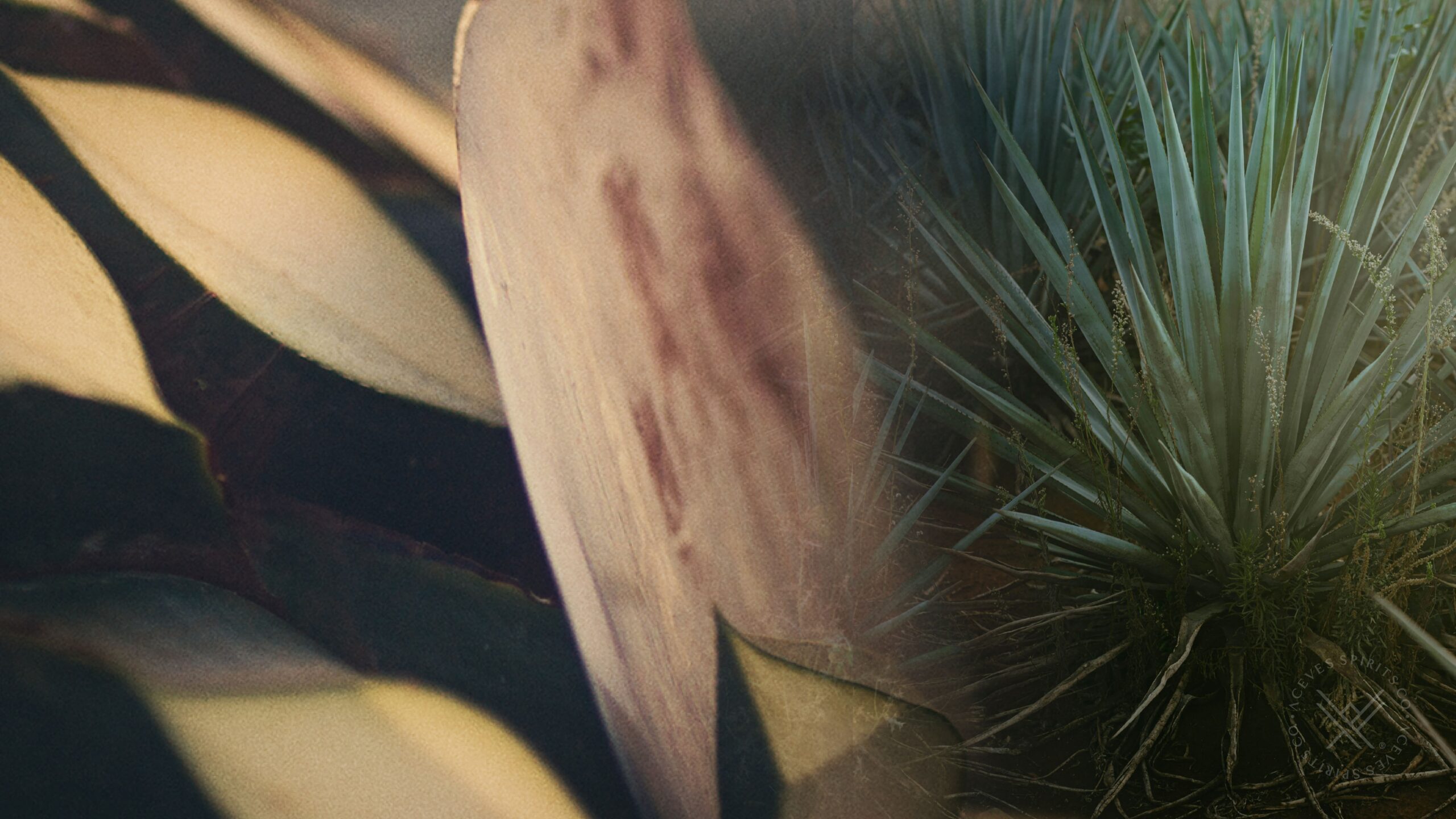 Regenerative Agave Practices