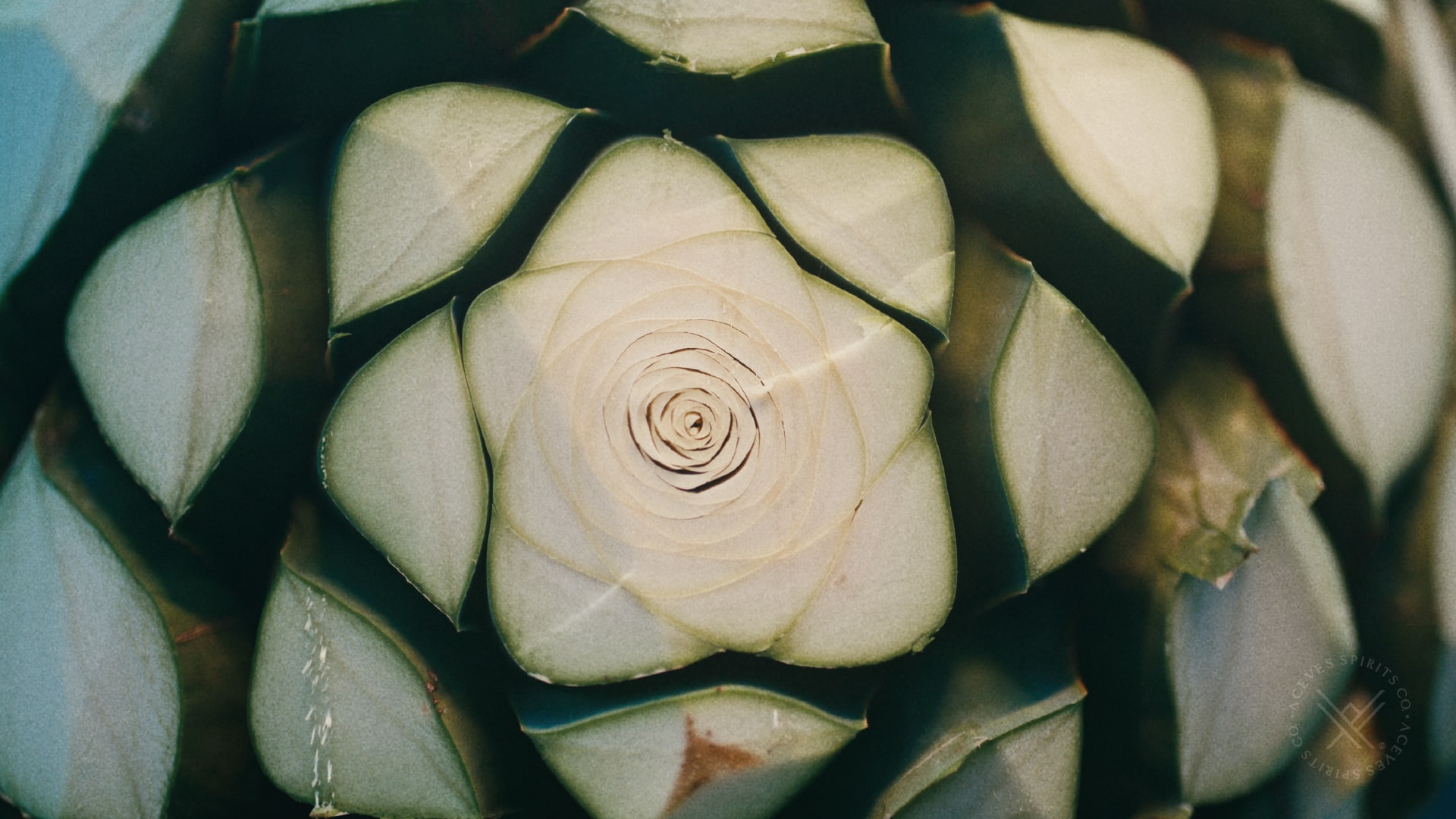 How Economic Trends Influence Global Tequila Sales