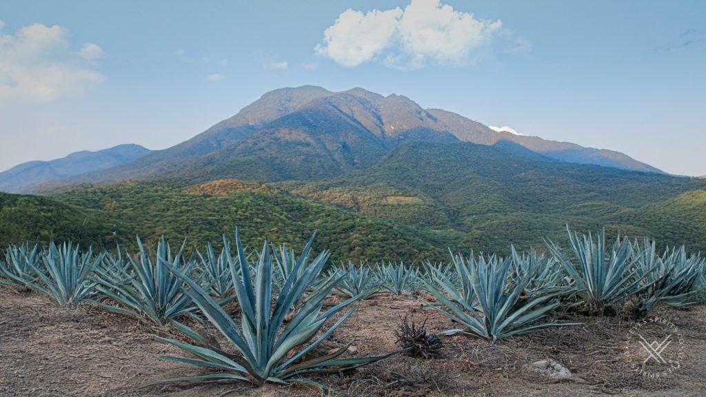 Mezcal Expansion: Exploring Wild AgaveVarieties for Niche Brands