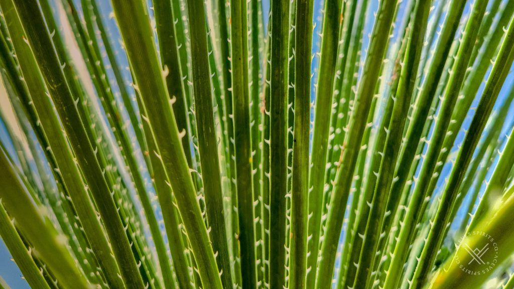 Agave Spirits: An Introduction to Sotoland Raicilla Opportunities