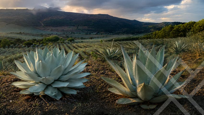 Endemic agave species showing the impact of environmental stress on the mezcal flavor profile