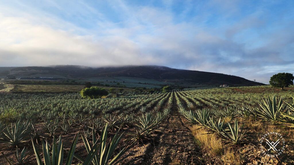 Agave fields demonstrating how soil chemistry and mezcal terroir influence premium private label development
