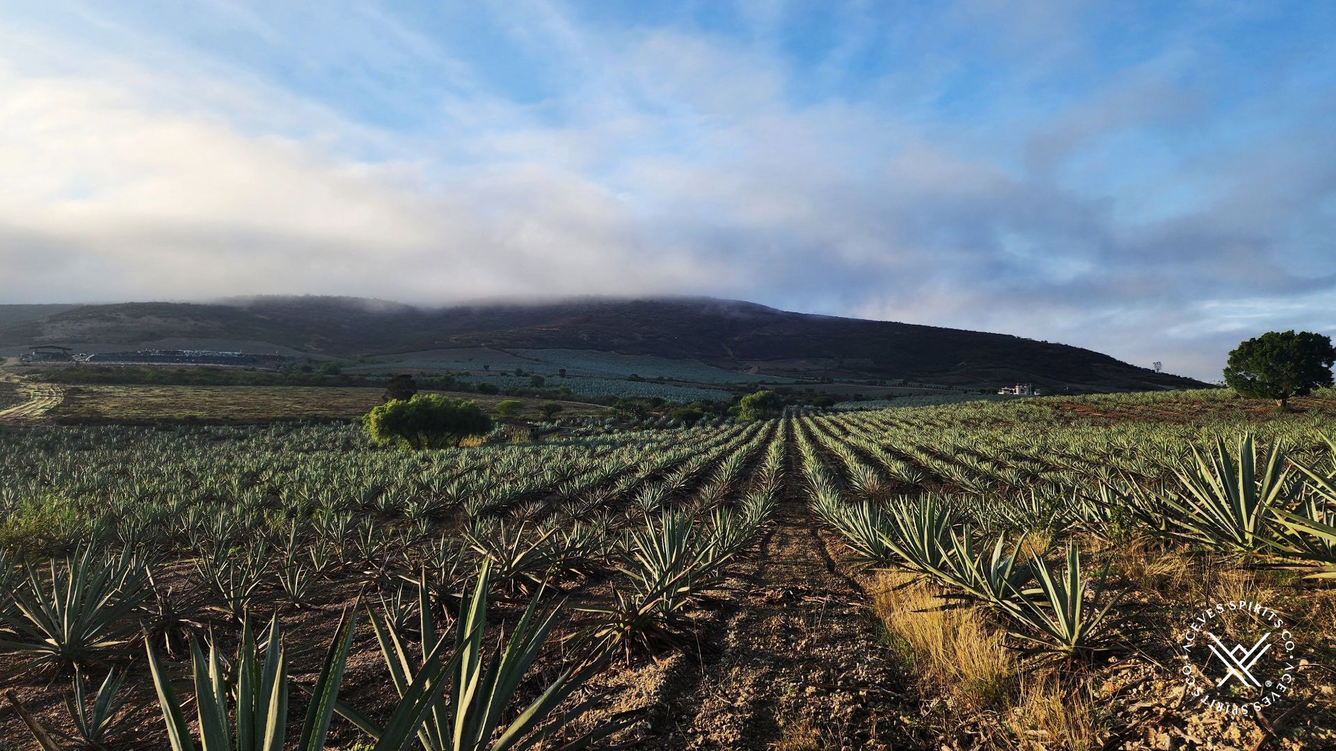 Agave fields demonstrating how soil chemistry and mezcal terroir influence premium private label development