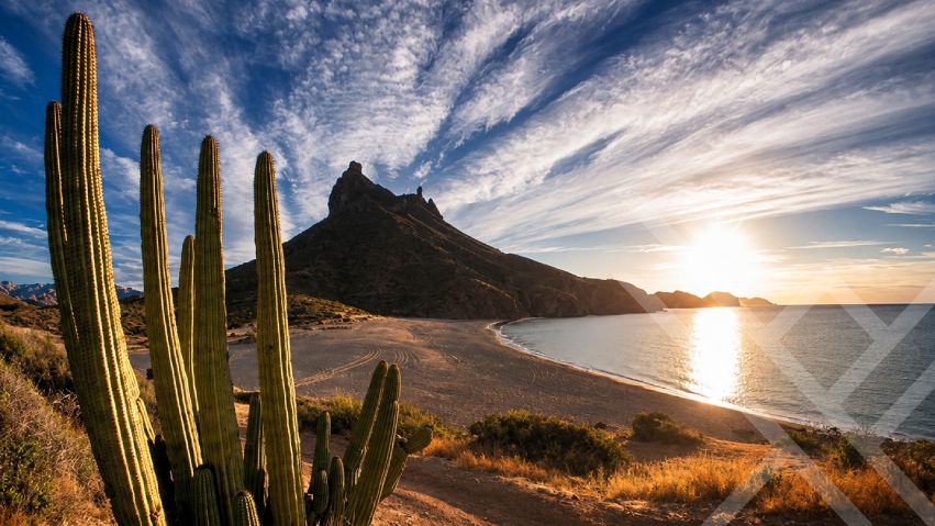 Sonoran desert terroir and wild agave pacifica used in premium alternative agave spirits