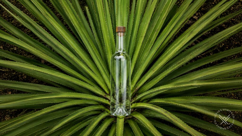 Bacanora gaining traction as an alternative agave spirit for luxury private labels in the US market