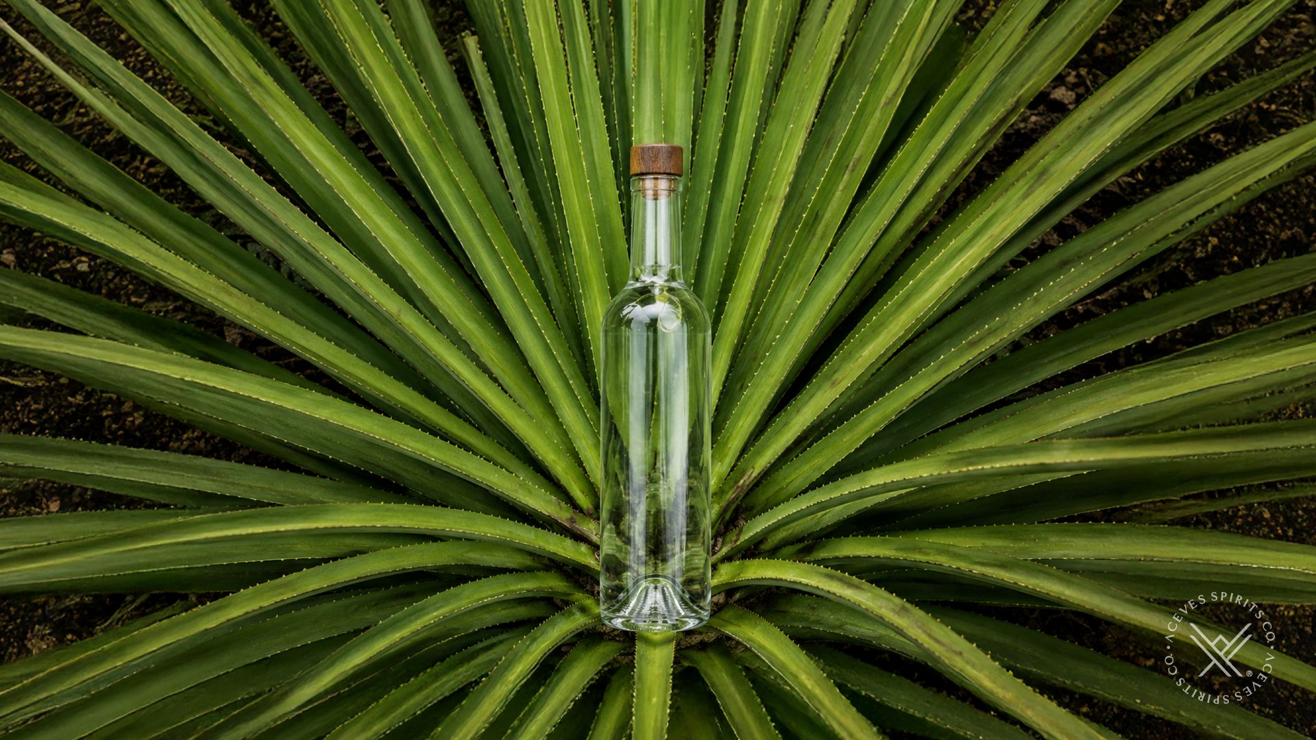 Bacanora gaining traction as an alternative agave spirit for luxury private labels in the US market