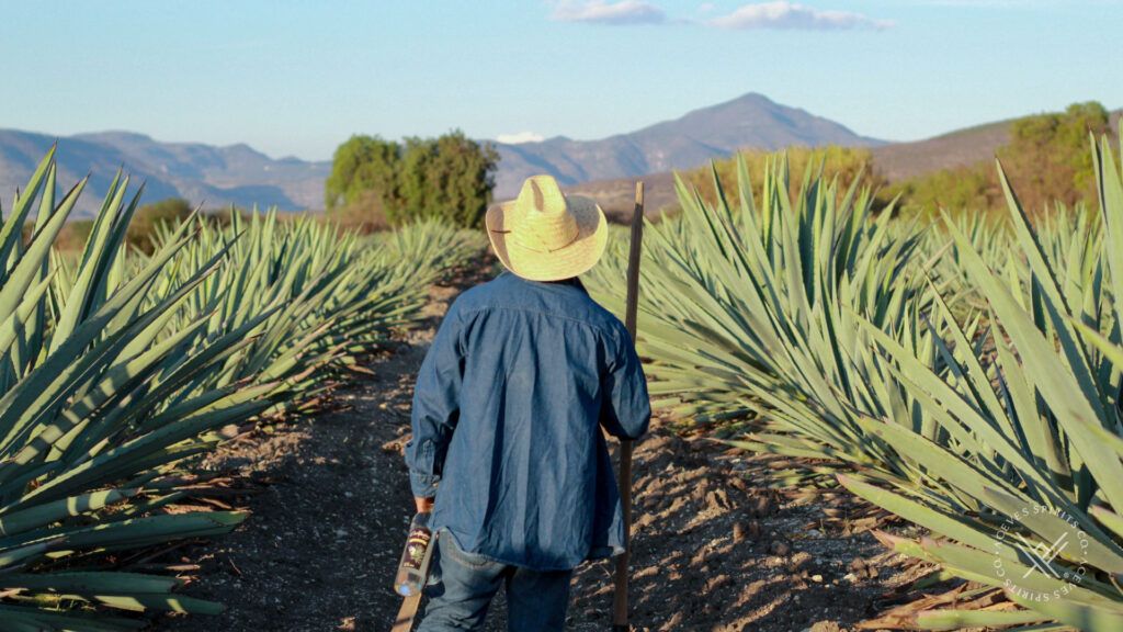 Ethical mezcal supply chain and fair trade agave sourcing by local farmers